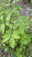 Sambucus racemosa