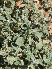 Heliotropium