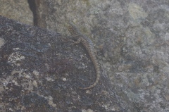 Stenocercus crassicaudatus