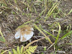 Amanita crocea