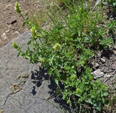 Agastache urticifolia
