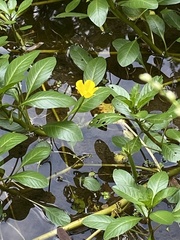 Ludwigia hexapetala