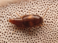 Sepedophilus