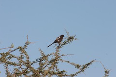 Lanius melanoleucus