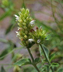 Agastache urticifolia
