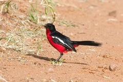 Laniarius atrococcineus