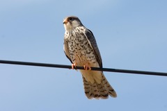 Falco amurensis