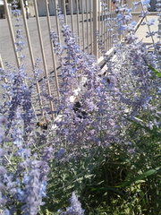Xylocopa virginica