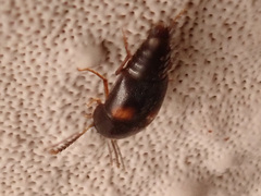 Sepedophilus