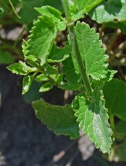 Agastache urticifolia