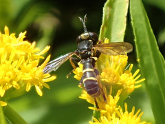 Conops quadrifasciatus