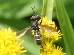 Conops quadrifasciatus