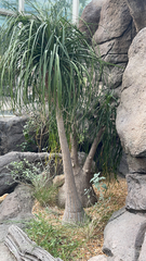 Beaucarnea recurvata