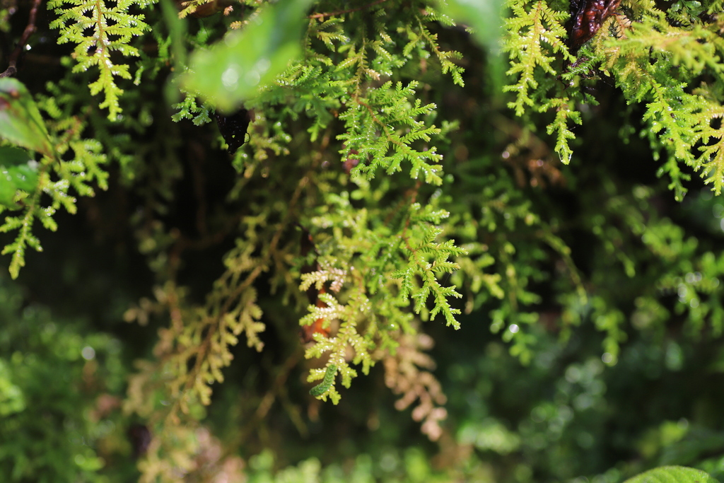 Selaginella kalbreyeri