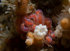 Phyllodesmium poindimiei