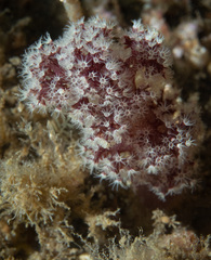 Dendronephthya australis