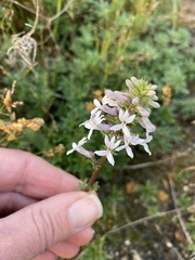 Cyphia bulbosa