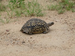 Stigmochelys pardalis