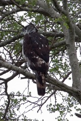 Aquila spilogaster