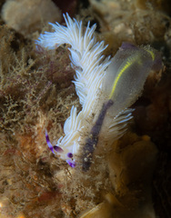 Pteraeolidia ianthina
