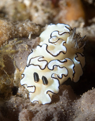 Doriprismatica atromarginata