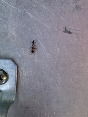 Pseudomyrmex gracilis