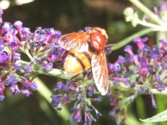 Volucella zonaria