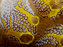 Botrylloides magnicoecus