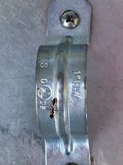 Pseudomyrmex gracilis