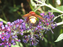 Volucella zonaria