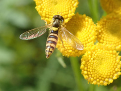 Sphaerophoria scripta