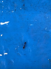 Pseudomyrmex gracilis