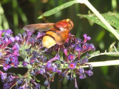 Volucella zonaria