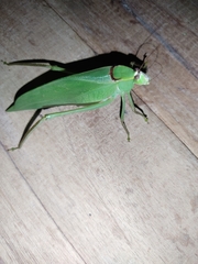 Stilpnochlora