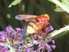 Volucella zonaria