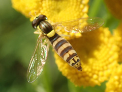 Sphaerophoria scripta