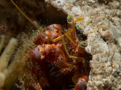 Dardanus crassimanus