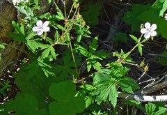 Geranium viscosissimum