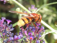 Volucella zonaria