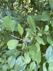 Rhamnus
