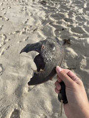 Limulus polyphemus