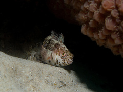 Eupetrichthys angustipes