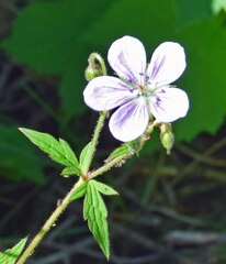Geranium viscosissimum