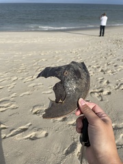 Limulus polyphemus