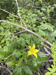 Cucurbita argyrosperma