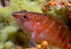 Hypoplectrodes maccullochi