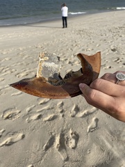 Limulus polyphemus