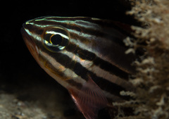 Ostorhinchus limenus