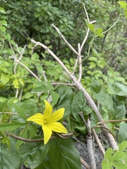 Cucurbita argyrosperma