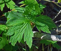 Geranium viscosissimum